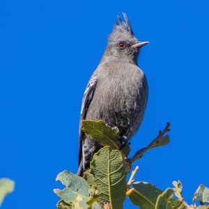 3634 Ash Canyon, AZ-Phainopepla (F).jpg