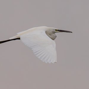 005-R51J7261-CR3.jpg