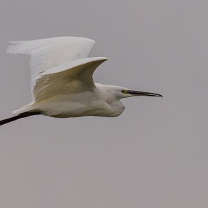 006-R51J7263-CR3.jpg