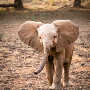 Baby elephant.JPG