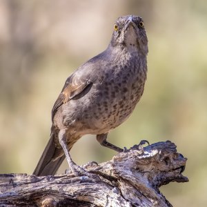 3699 Ash Canyon, AZ-Curve-billed Thrasher.jpg