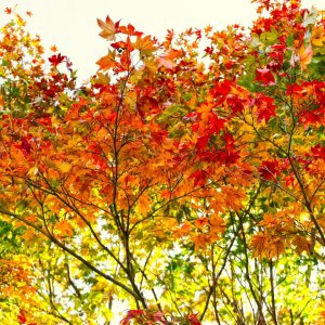 Canon R8 IMG_0960-s.jpg