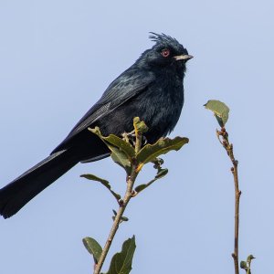 3820 Ash Canyon, AZ-Phainopepla (M).jpg
