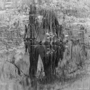 Media '20241113-9278.jpg' in category 'Still Life, B&W and Experimental'