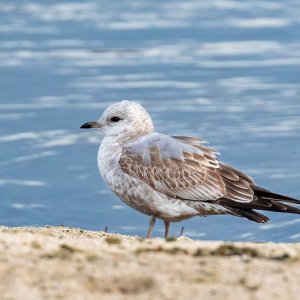 Short-billed Gull-191212.jpg