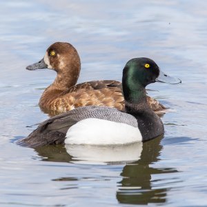 Scaup Pair-190529.jpg