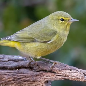 3153 Ash Canyon, AZ-Orange-crowned Warbler.jpg