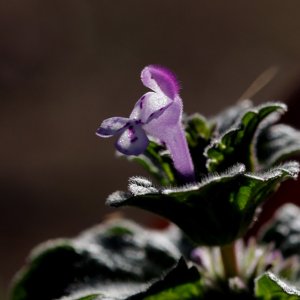 IMG_8249.JPG