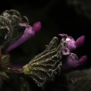 IMG_8252.JPG