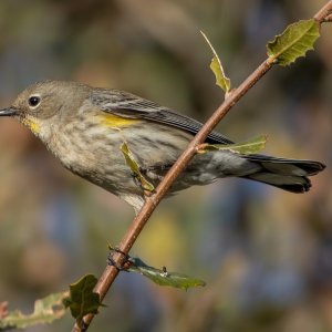 4049 Ash Canyon, AZ-Yellow-rumped Warbler.jpg