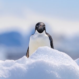 antarctica 2024-937.jpeg