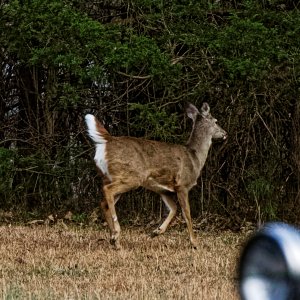 Media '2025-01-04_153113_D7D_0024_I_w128.jpg' in category 'Wildlife'