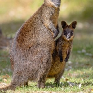 Media 'R5II5967-Enhanced-NR.jpg' in category 'Wildlife'