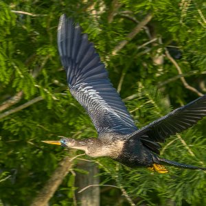 S20240317 Anhinga-1.jpg
