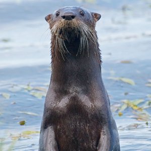 Media '06-08-09, Lake Seminole 17.jpg' in category 'Wildlife'