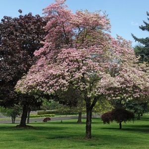 1466 Portland, OR.jpg