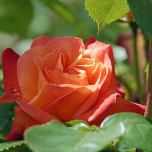 1471 Portland, OR.jpg