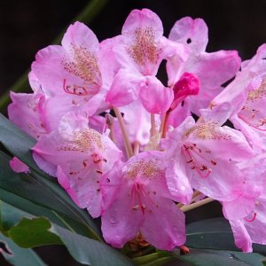 1391 Port Orford, OR.jpg