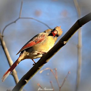 Media 'IMG_1332.JPG' in category 'Wildlife'