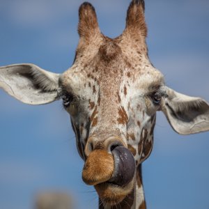 Media '1L5A0887-COPY-1-WEB$.jpg' in category 'Wildlife'