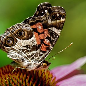 IMG_3784v5.jpg