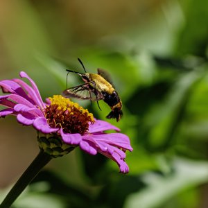 IMG_4069v5.jpg