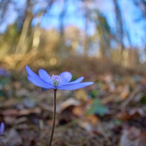 IMG_4987.jpg