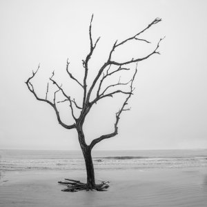 Deep Roots copy.jpg | Focus on Photography Forum