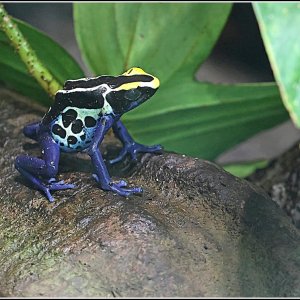 3U8A5818-grenouille-Dendrobate.jpg