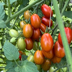 Media 'Cherry.jpg' in category 'Food and Beverages'