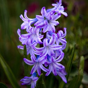 Media 'Pur:Blu.jpg' in category 'Nature and Landscapes'