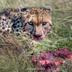 day4_2111cheetah lunch BP.jpg