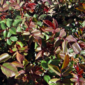 Media 'DoubleKnockOutFoliage041625_SVGrose002.JPG' in category 'Nature and Landscapes'