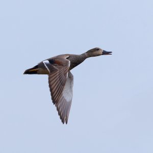 Media '5II_7367_1600.jpg' in category 'Birds'