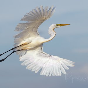 20250418_Birds_FoggDam_Pippan_62-1.jpg