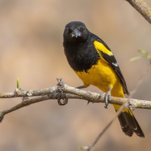 0655 Ash Canyon, AZ-Scott's Oriole (M).jpg