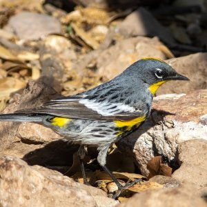 0635 Ash Canyon, AZ-Yellow-rumped Warbler.jpg