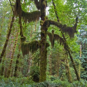 1596 Quinault Rain Forest, WA.jpg
