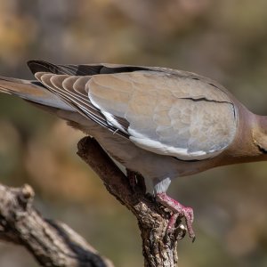0748 Ash Canyon, AZ-Whitewinged Dove.jpg