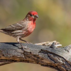 Media '0707 Ash Canyon, AZ-House Finch (M).jpg' in category 'Birds'