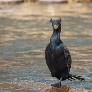 Cormorant-250310.jpg