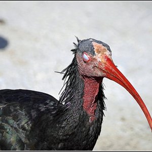 3U8A6323-Ibis chauve.JPG