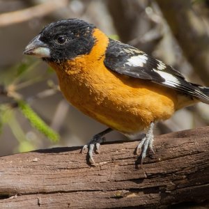 0713 Ash Canyon, AZ-Black-headed Grosbeak (M).jpg
