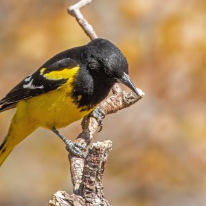 0758 Ash Canyon, AZ-Scott's Oriole (M).jpg