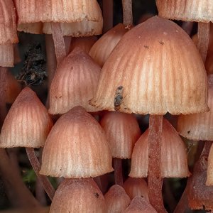 R5m2 R5M22855 Crop 1600 FR.jpg