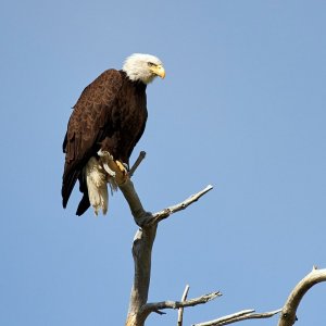 FS  Pelicans and Eagles_758.JPG
