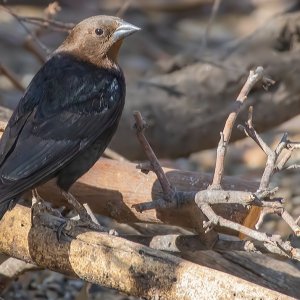 Media '1019 Ash Canyon, AZ-Brown-headed Cowbird (M).jpg' in category 'Birds'