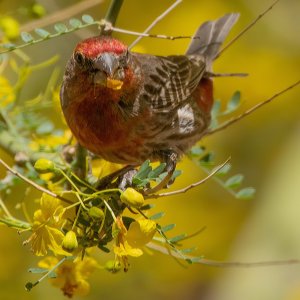 1087 Sierra Vista, AZ-House Finch (M).jpg