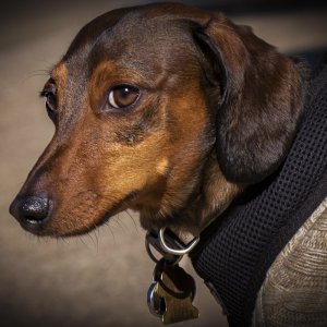 weenie dog 096A0475.jpg