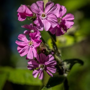 Media '1I5A7417.jpg' in category 'Nature and Landscapes'